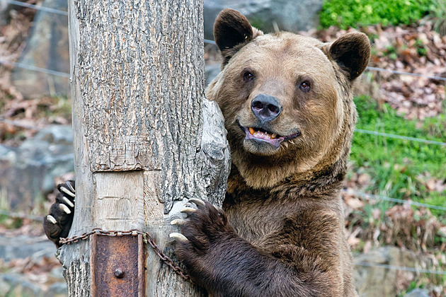 Medvěd může být z nelegálního chovu, míní ochránci. Školáci radši nešli do lesa