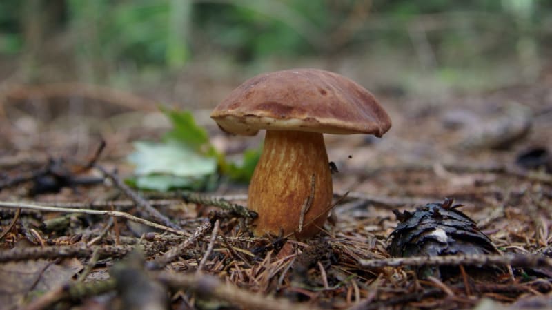 VIDEO: Smůla českého houbaře baví internet. Záběry prchajícího hřibu jsou hitem