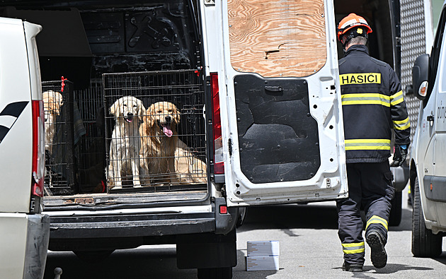 Psi byli podvyživení, jeden přišel oko. Majitelce hrozí deset let vězení