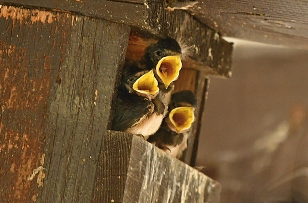 Ornitologové objevili vlaštovky, které si nepostavily hnízdo, ale obsadily ptačí budku