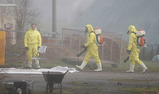 Další ohnisko ptačí chřipky. Testy potvrdily nákazu v chovu kachen na Nymbursku