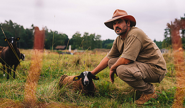 Místo připouštění a jehňat boj o život. Beran na Farmě Vojty Kotka ostrouhal