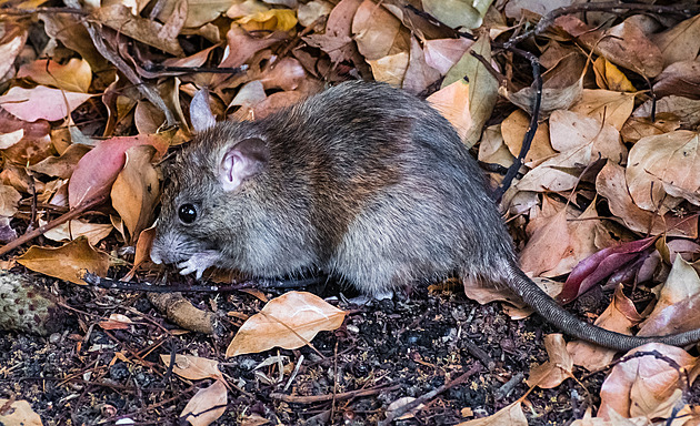 Lidé v žebříčku věrnost propadli. Lepší jsou i hyeny, křečci a bobři