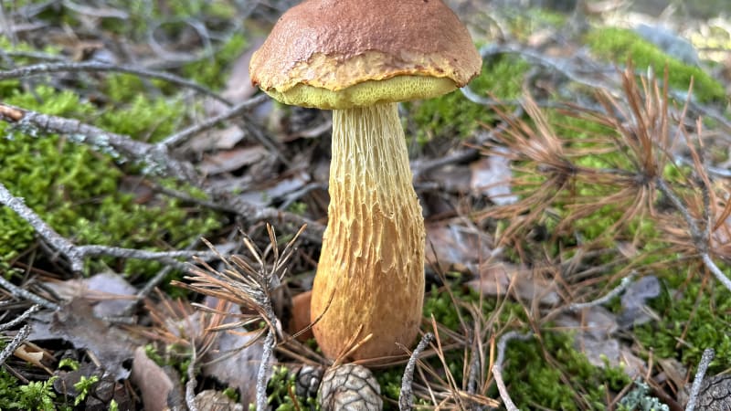 Do Česka dorazil nový hřib. Viděli jste ho? Invazní druh s dlouhou nohou fascinuje houbaře