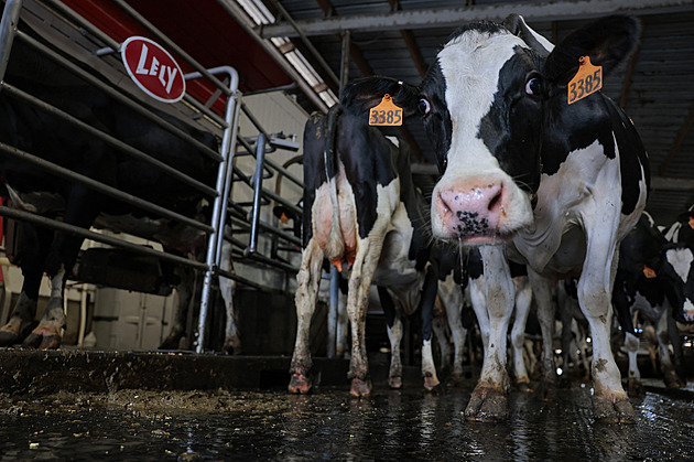 Republikánské maso nechceme. V USA vzniká hnutí „modrých“ farmářů